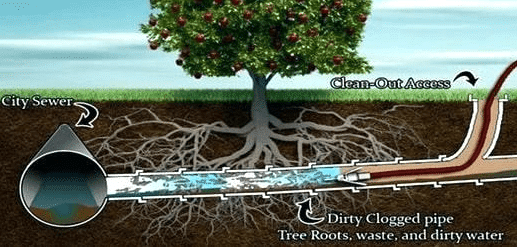 can-tree-roots-cause-sewer-drain-problems-arlington-texas